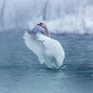 Feather and Down: Which is Better? Feather and Down: Which is Better?
