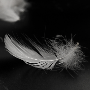 2-4cm Washed White Goose Feather