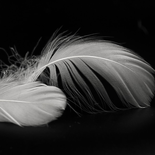 2-4cm Washed White Goose Feather