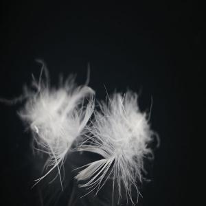 Wholesale 30% Washed White Goose Down